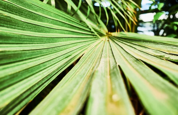 Kolorowe Tropikalne Palma liści. Szczelnie-do góry. — Zdjęcie stockowe