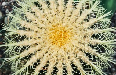 Büyük iğneli kaktüsler yakın..