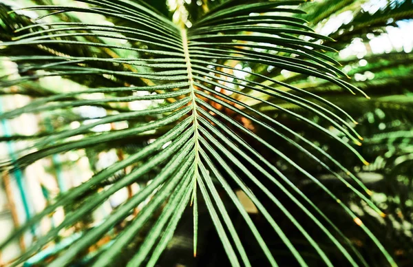 Färgglada palmblad tropiska. Närbild. — Stockfoto