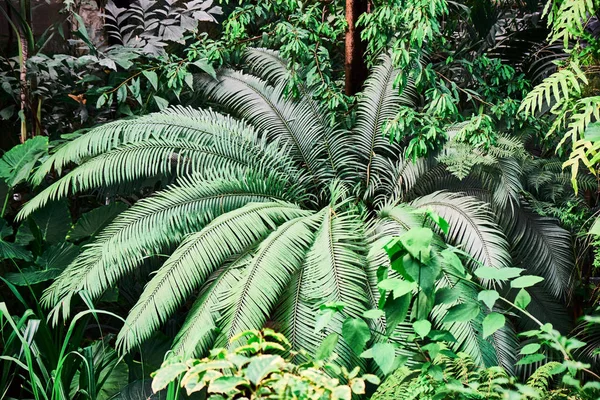 Hojas de palmeras tropicales coloridas. Primer plano . —  Fotos de Stock