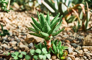 Bir Botanik Bahçesi içinde küçük etli yakın çekim.