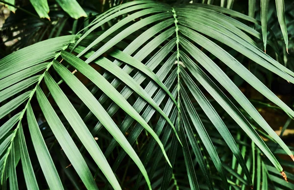 カラフルな熱帯のヤシを葉します。クローズ アップ. — ストック写真