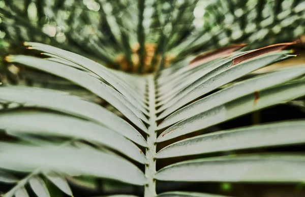 Colorate foglie di palma tropicale. Primo piano . — Foto Stock