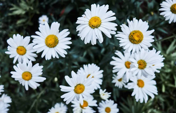 Fleurs de camomille. Gros plan — Photo