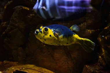 Popüler deniz akvaryum balık. 