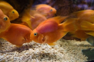 Popüler deniz akvaryum balık. 