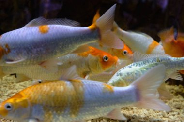 Popüler deniz akvaryum balık. 