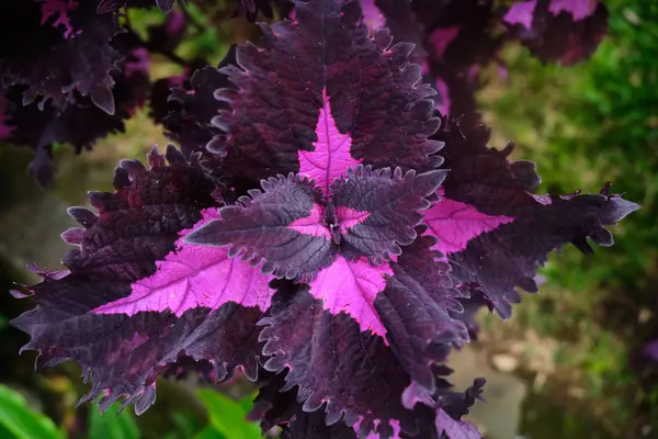 Tropical plant with bright purple leaves. Close-up. — Stock Photo, Image