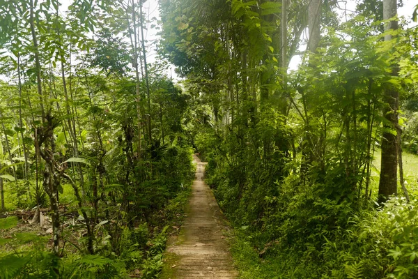 Narrow path leading to the jungle. — Stock Photo, Image