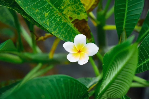 Exotische zeldzame kleurrijke tropische bloem. Frangipani bloem. Close-up. Mooi en helder bloemen van Sri Lanka. — Stockfoto