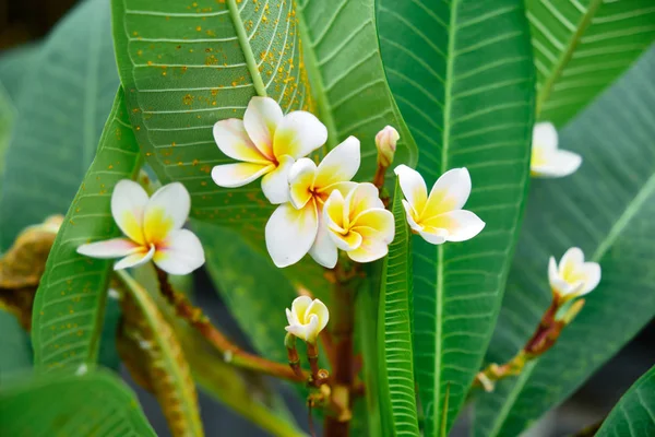 Exotic rare colorful tropical flower. Frangipani flower. Close-up. Beautiful and bright flowers of Sri Lanka.