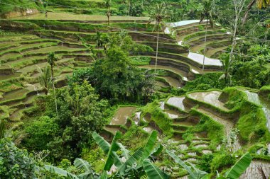 Bali 'de pirinç tarlaları.