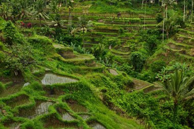 Bali 'de pirinç tarlaları.