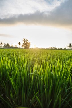 Güneşin batımı ışığında çim üzerinde Çiy damlaları. 