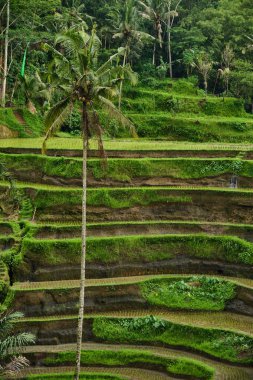 Bali 'de pirinç tarlaları.
