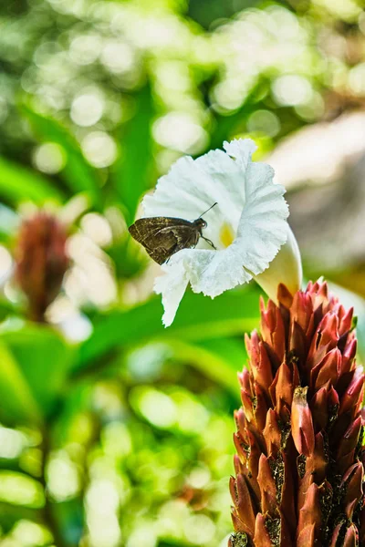 Vlinder zittend op een tropische bloem. — Stockfoto