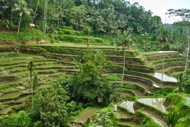 Bali 'de pirinç tarlaları.
