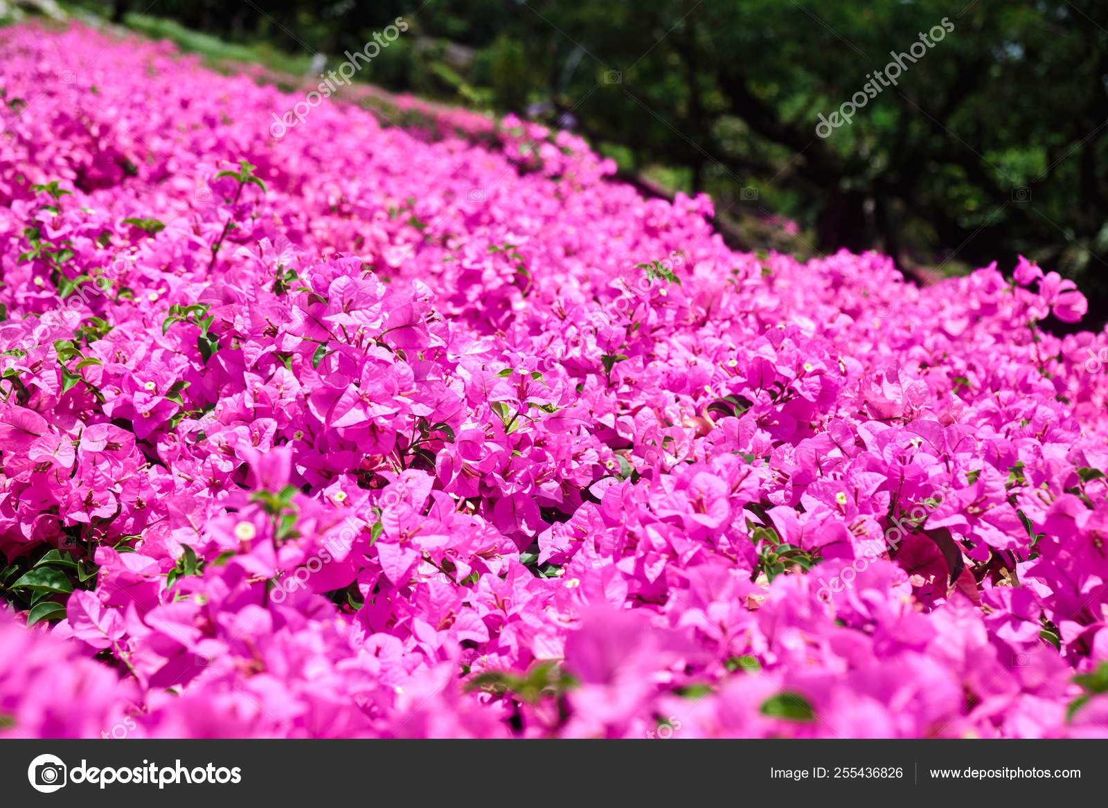 Petite fleur tropicale délicate couleur rose . image libre de droit par  ilona.simakova © #255436826