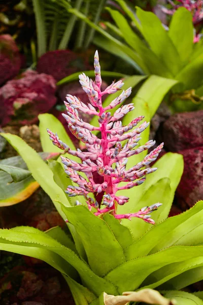 Kleine delicate tropische bloem roze kleur. — Stockfoto