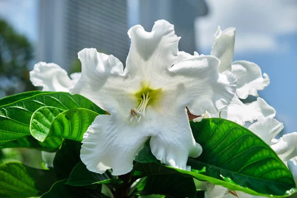 Kleine delicate tropische bloem witte kleur. — Stockfoto
