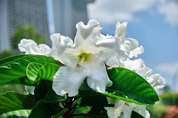小さな繊細な熱帯の花の白い色. — ストック写真