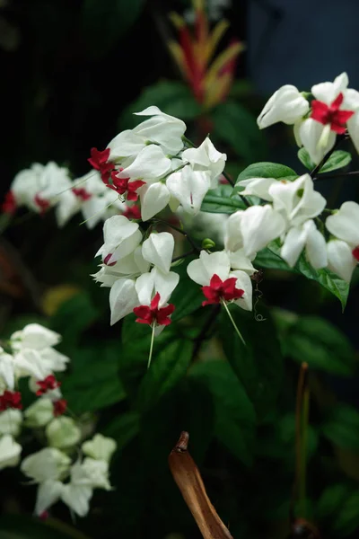 Kleine delicate tropische bloem witte kleur. — Stockfoto
