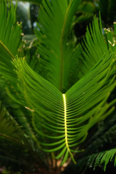 Kleurrijke tropische palm bladeren. Close-up. Zomer lichten. — Stockfoto