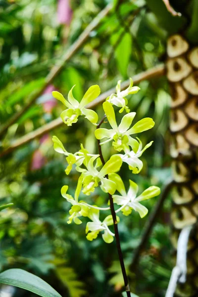 Kleine delicate tropische bloem gele kleur. — Stockfoto