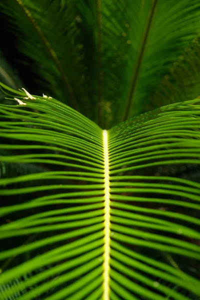 Hojas de palmeras tropicales coloridas. Primer plano. Luces de verano . —  Fotos de Stock