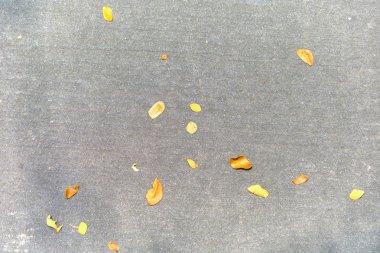 Gri asfalt üzerinde küçük sarı yaprakları.