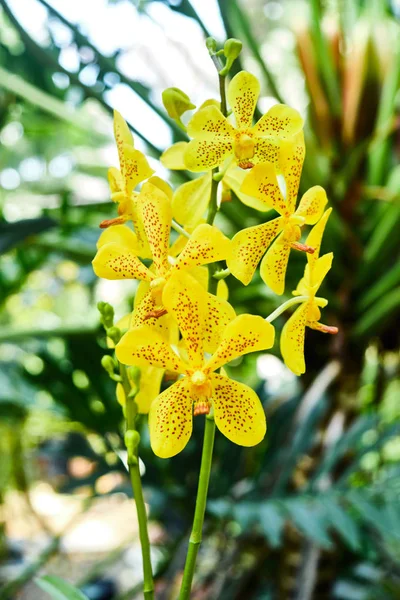 Kleine delicate tropische bloem gele kleur. — Stockfoto