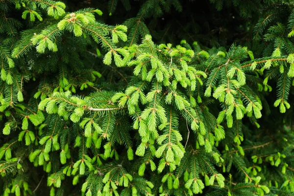 Genç yeşil çam ağacı dalları.