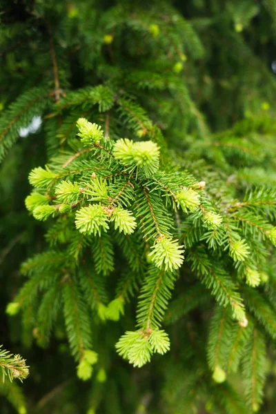 Unga gröna fir-trädgrenar. — Stockfoto