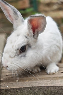 Bir çiftlikte küçük sevimli beyaz tavşan