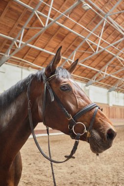 Kalemde kahverengi at yakın