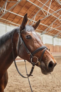 Kalemde kahverengi at yakın