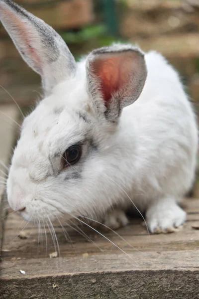 Kleine schattige witte konijn op een boerderij — Stockfoto