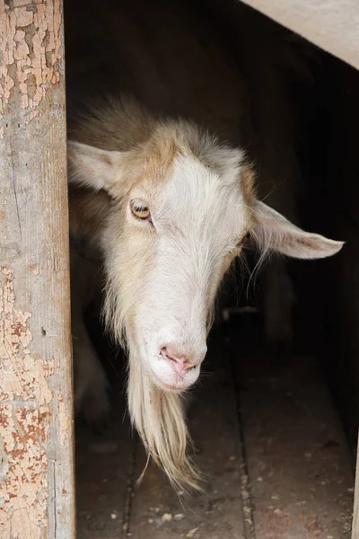 Schattige witte geit in de dierentuin close-up — Stockfoto