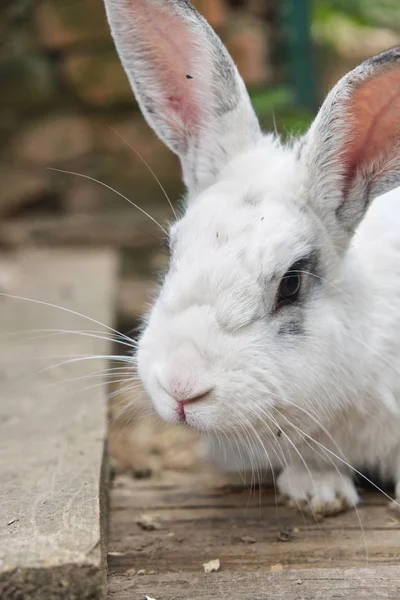 Kleine schattige witte konijn op een boerderij — Stockfoto