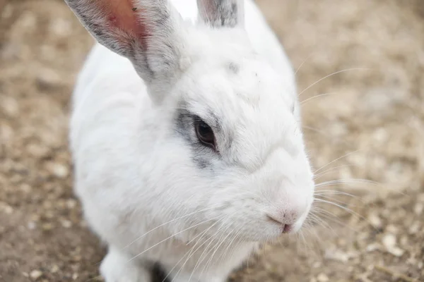 Маленький милый белый кролик на ферме — стоковое фото