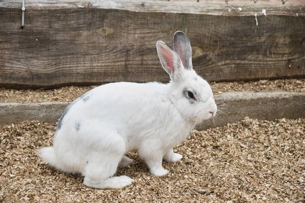 Kleine schattige witte konijn op een boerderij — Stockfoto