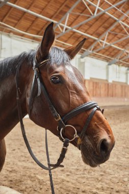 Kalemde kahverengi at yakın
