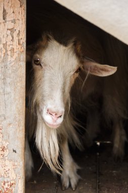 Hayvanat bahçesi closeup sevimli beyaz keçi