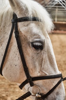 Beyaz at ağılda, yakın mesafede.