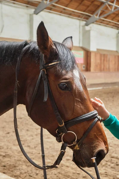 Kalemde kahverengi at yakın