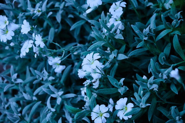Delicate white flowers in the garden closeup
