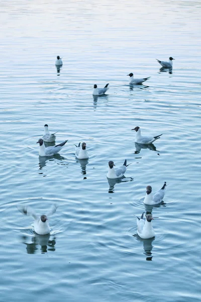 Little seagulls floating in the pond. Close-up — Stock Photo, Image