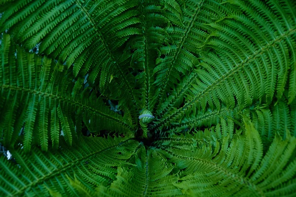Ljusa ormbunksblad i skogen närbild — Stockfoto