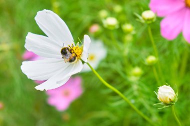 Bumblebee yakın beyaz bir papatya üzerinde oturan