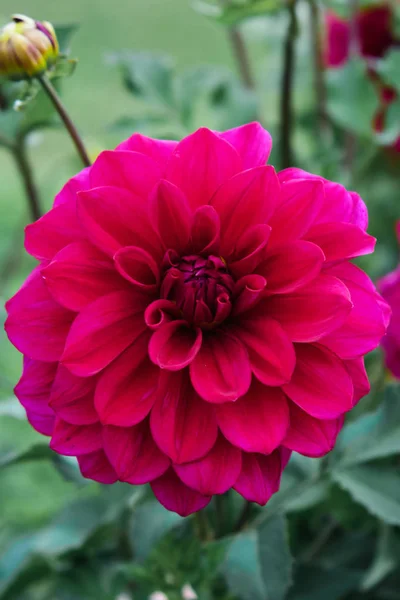 Bright juicy raspberry flower close up Stok Gambar